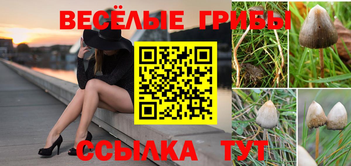 Кунгур  Псилоцибиновые грибы прущие грибы  Вход с VPN  Галлюциногенные грибы Psilocybine cubensis 